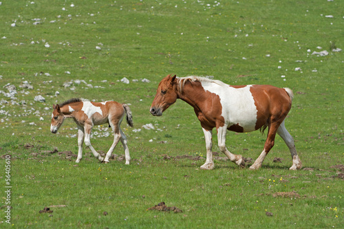 Horses © KRINAPHOTO