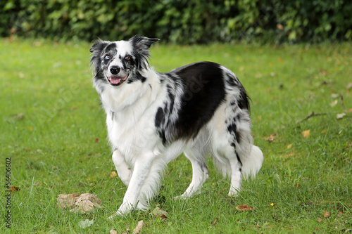 Schöner Border Collie