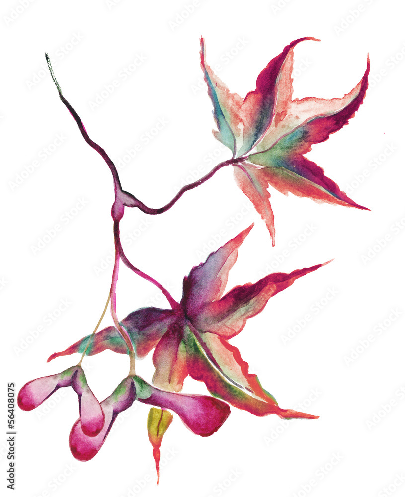 Fototapeta premium Japanese Maple Leaves with Seeds