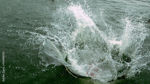 Man in wet suit doing a somersault into a lake in reverse photo