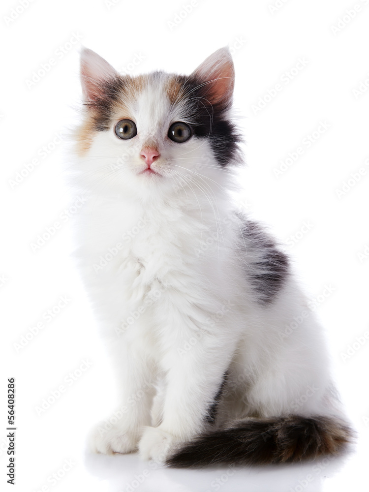 The  white kitten with color spots
