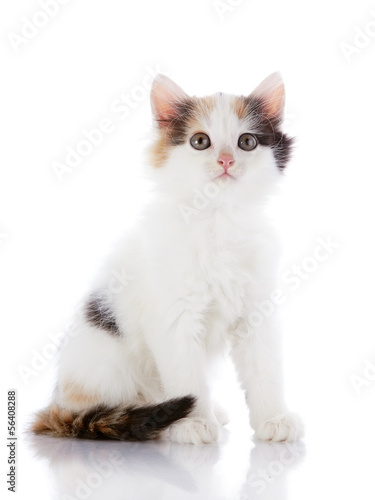 Fototapeta Naklejka Na Ścianę i Meble -  The white kitten with color spots sits