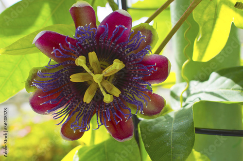 Closeup of a passion flower Passiflora Marijke. Stock Photo | Adobe Stock