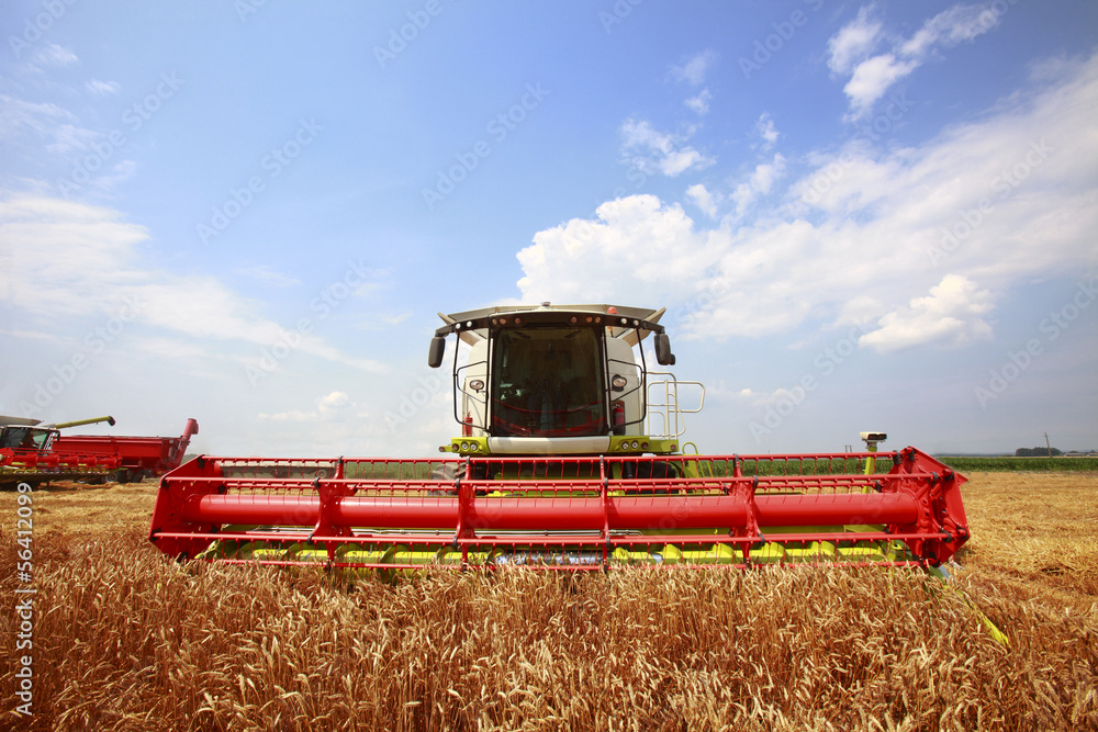 Fototapeta premium New combine harvester working in a wheat field