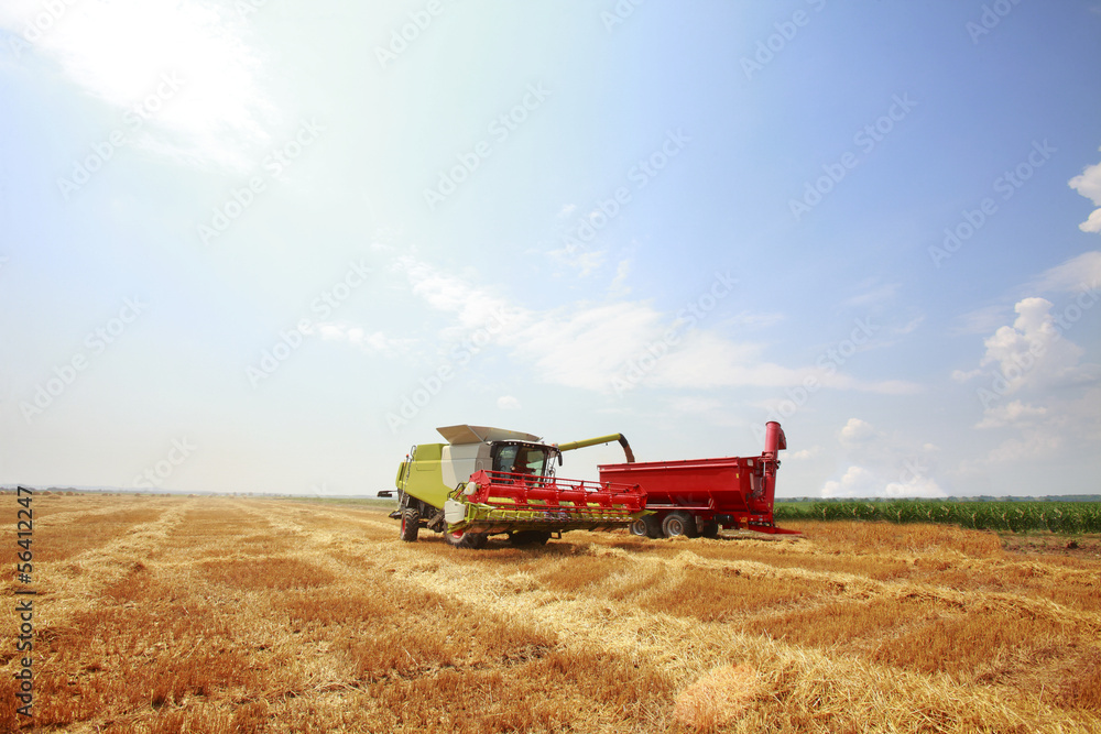 Obraz premium New combine harvester working in a wheat field