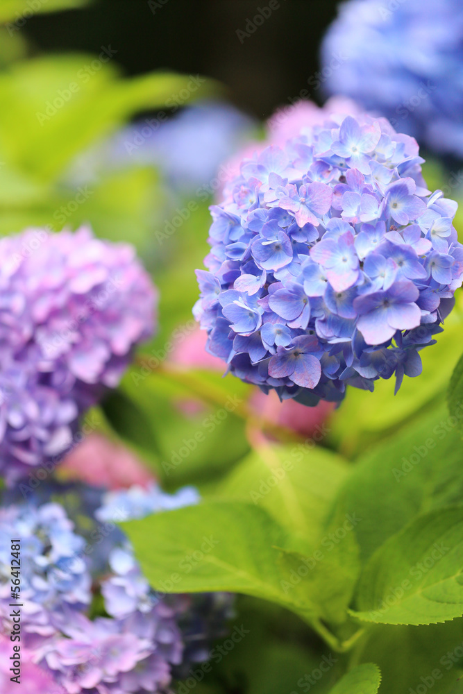 紫陽花 紫陽花