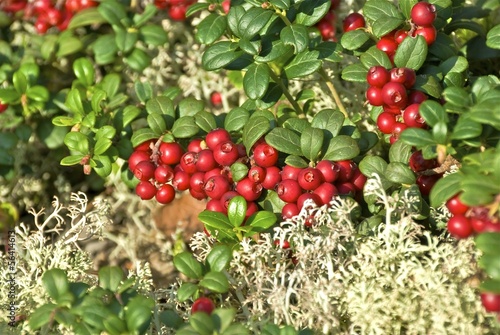 Red ripe lingonberries in forest moss.