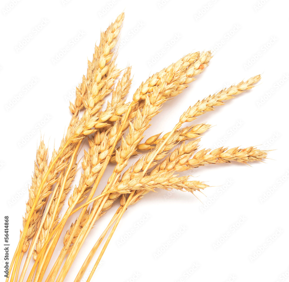 golden wheat golden wheat