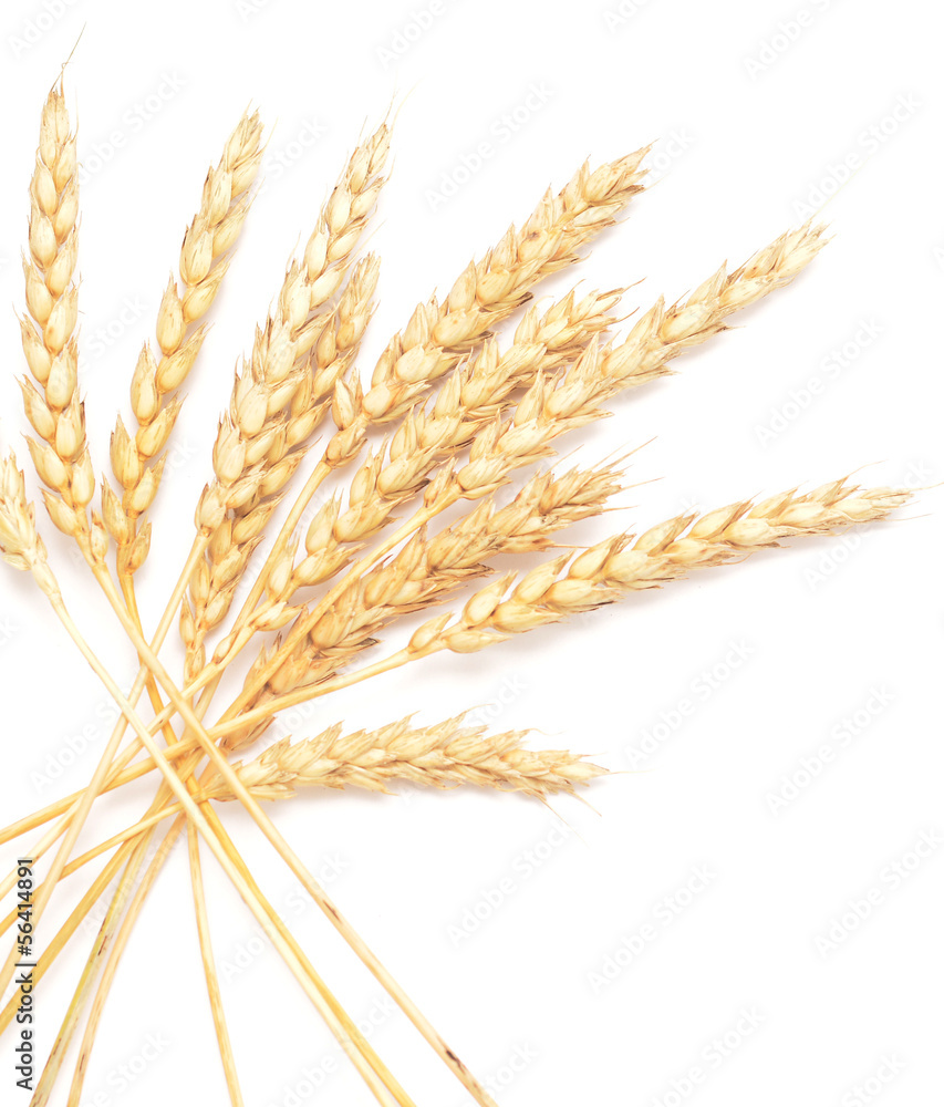 golden wheat golden wheat