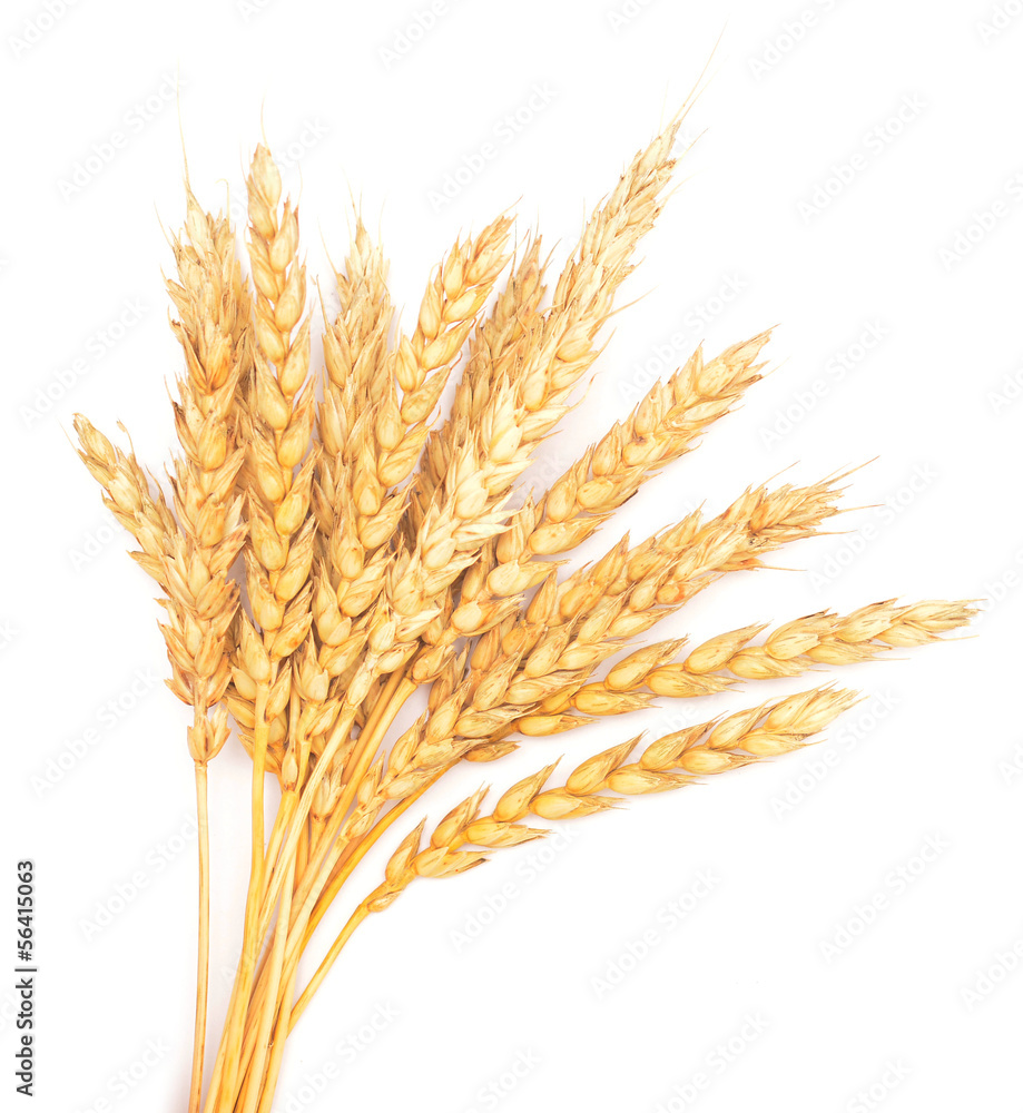 golden wheat golden wheat