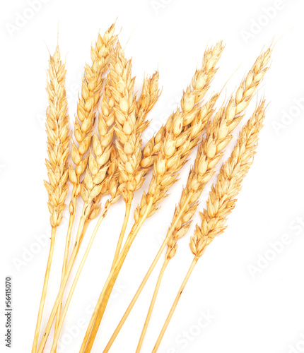 golden wheat