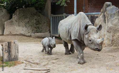 rhino rhinoceros animal baby  zoo