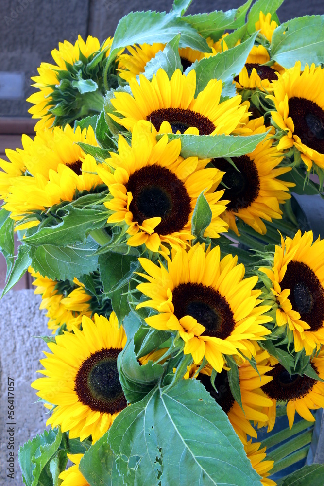 girasoli girasoli