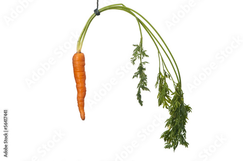 hang a carrot in front of their noses