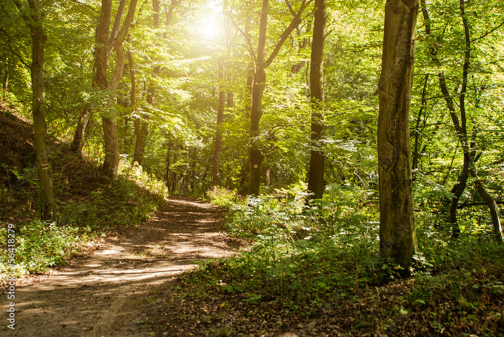 Fototapeta premium Las