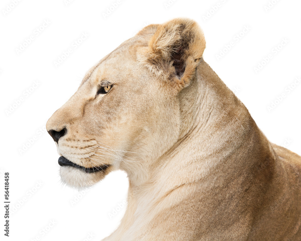 Obraz premium Fearless lioness