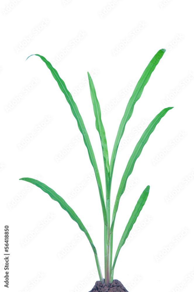 Isolated green grass plant on white background