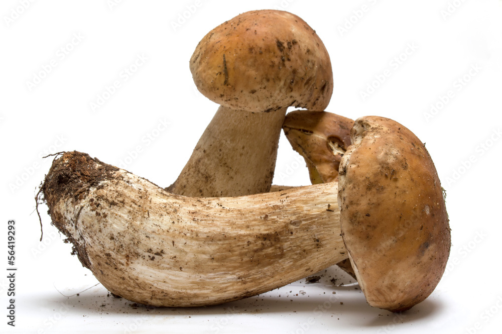 Funghi porcini Funghi porcini