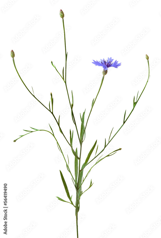 Cornflower isolated on white background Cornflower isolated on white background