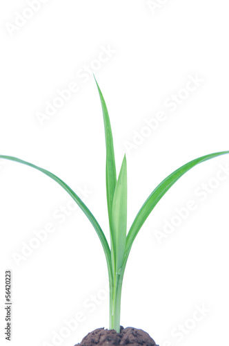 Wallpaper Mural Pandan leaf plant on white background Torontodigital.ca