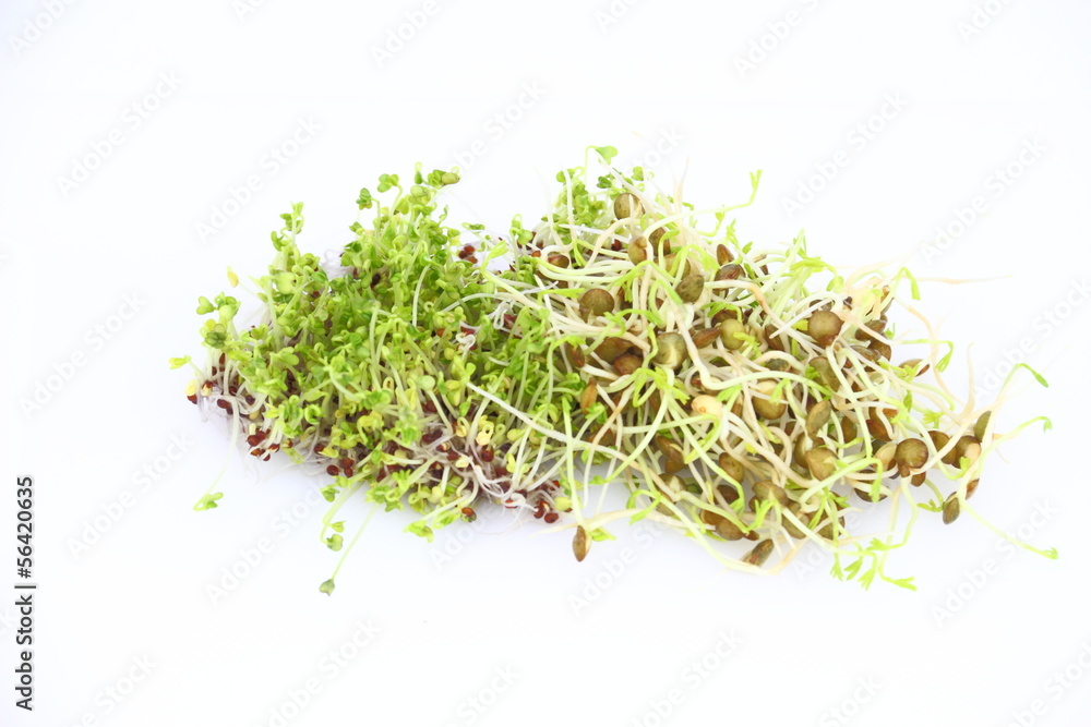 Sprouts of lentil and broccoli on the white background Sprouts of lentil and broccoli on the white background