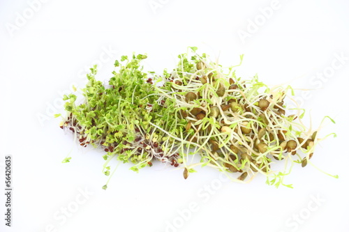 Sprouts of lentil and broccoli on the white background