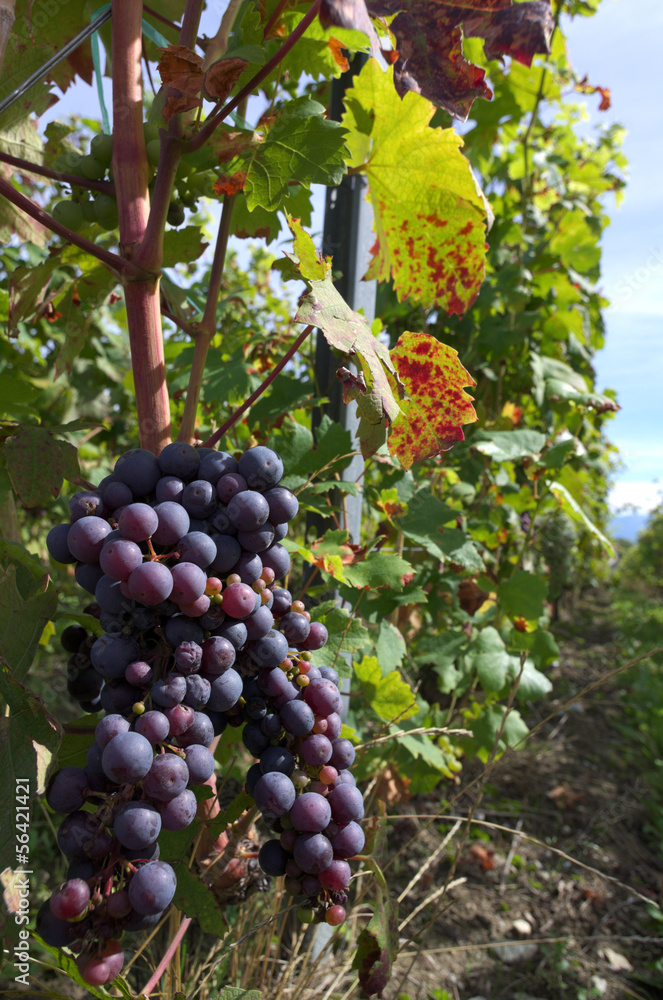 black vine grapes