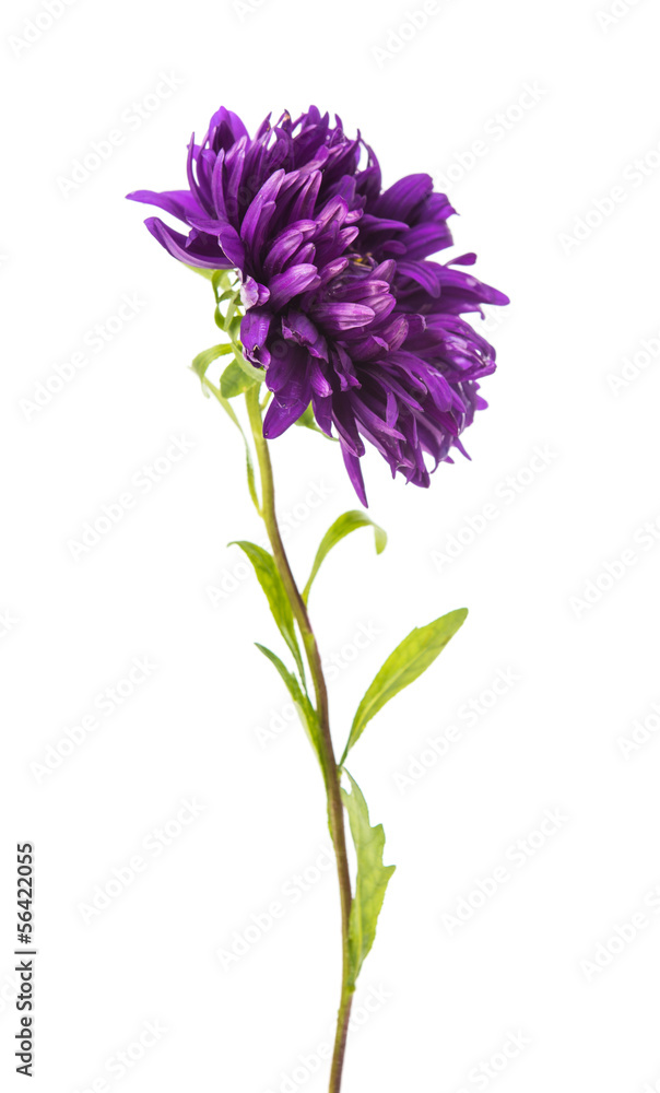 Obraz premium purple aster isolated