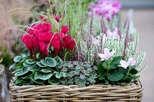 cyclamen photo