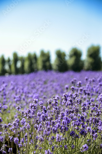 Lavender flower field with blue sky3