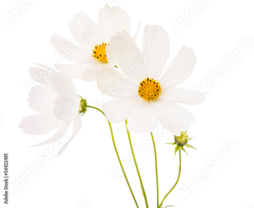Cosmos Flowers Isolated