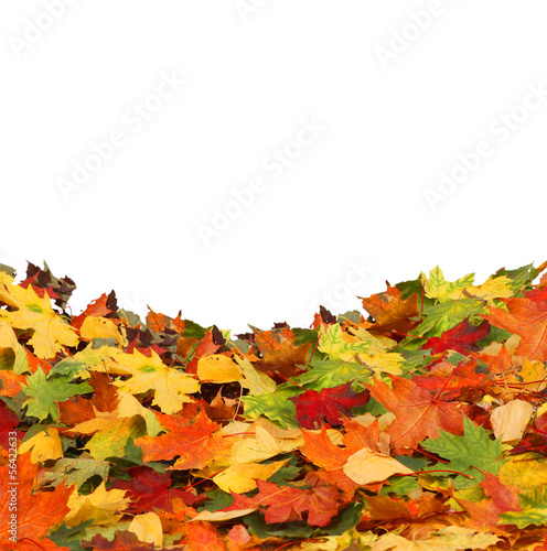 Isolated autumn leaves