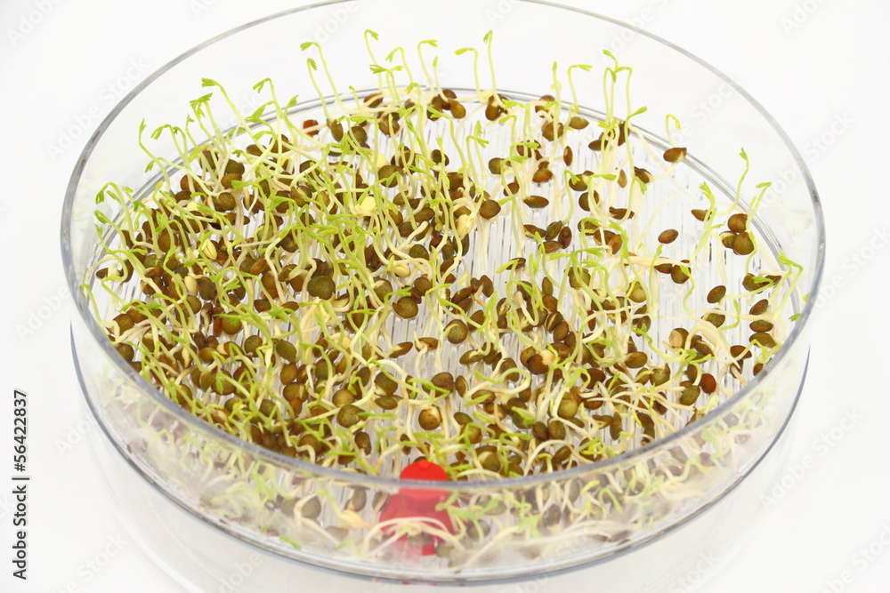 Sprouting seeds of lentil in the germination dish Sprouting seeds of lentil in the germination dish