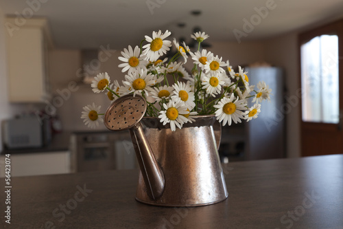 Fotografie Marguerites