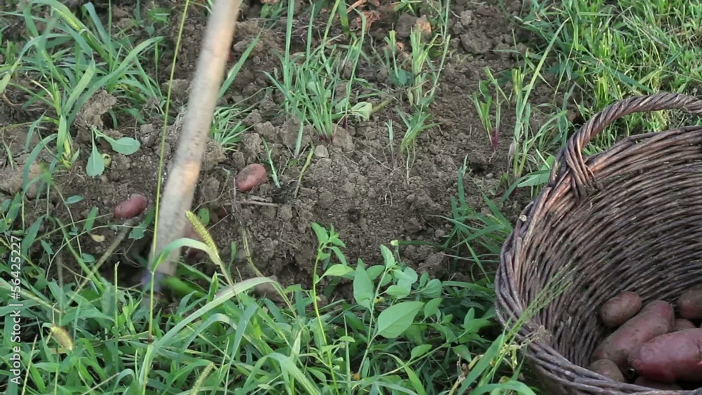 Digging potatoes from soil Digging potatoes from soil