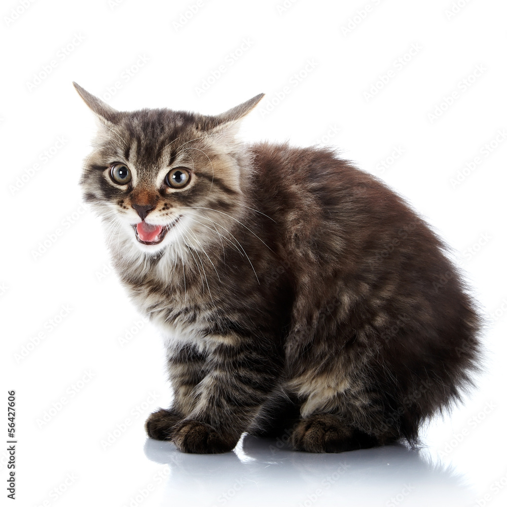 Obraz premium Striped fluffy angry cat