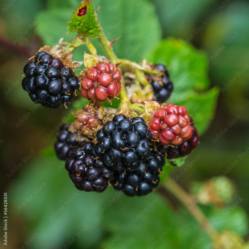 Small Bramble Hoard Small Bramble Hoard