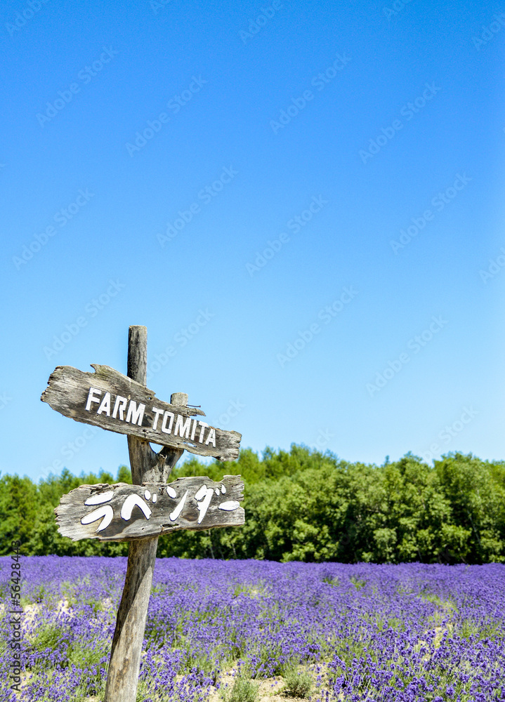 Fototapeta premium Lavender in Tomita farm Japan2