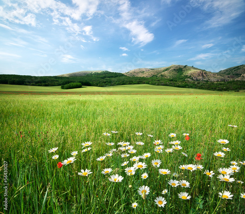 Beautiful meadow landscape
