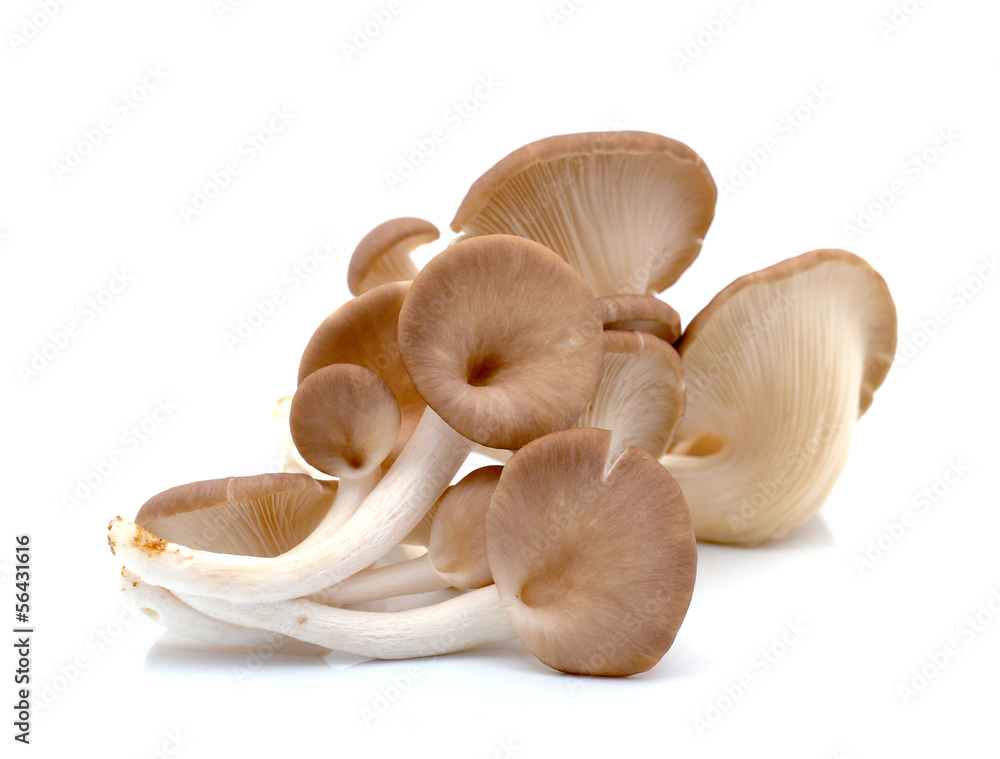 Fototapeta premium oyster mushroom on white background