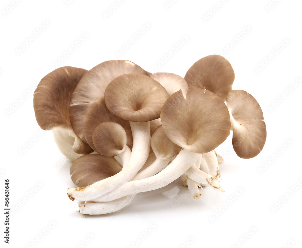 oyster mushroom on white background oyster mushroom on white background