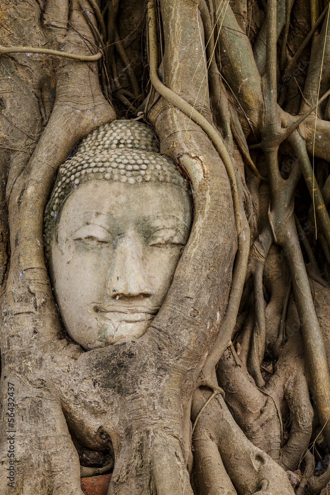 Buddha head in old tree
