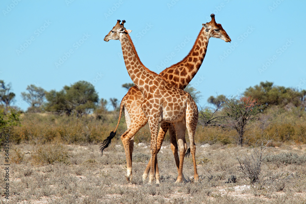 Obraz premium Two giraffe bulls