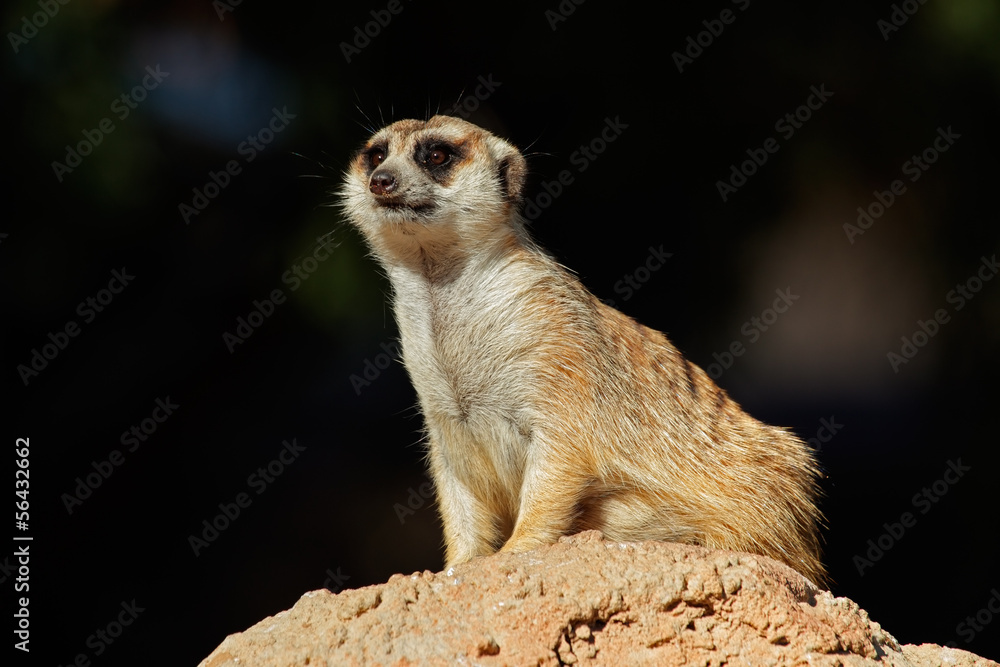 Fototapeta premium Meerkat on guard
