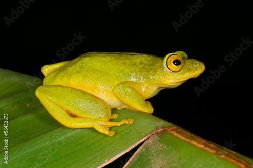 Tinker reed frog (Hyperolius tuberilinguis)