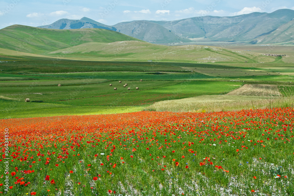 Landscape of the plain of Castelluccio, in Italy