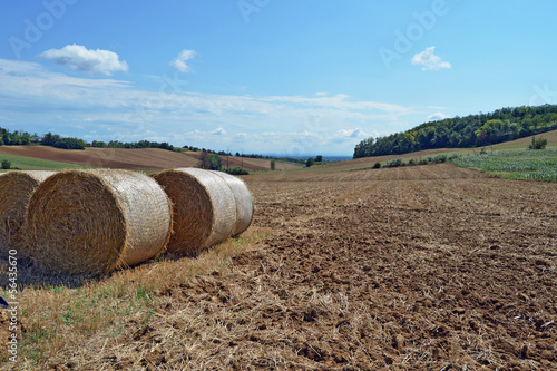 covoni di paglia dopo la mietitura photo