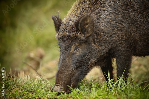 Wild boar foraging for acorns