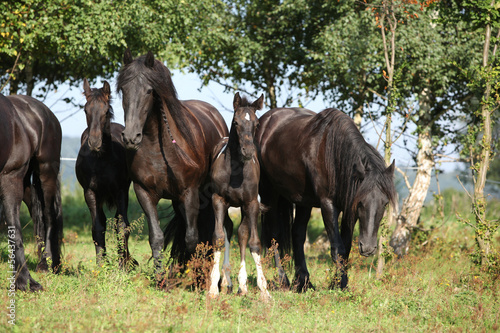 Fototapeta Naklejka Na Ścianę i Meble -  Nice horses on pasturage