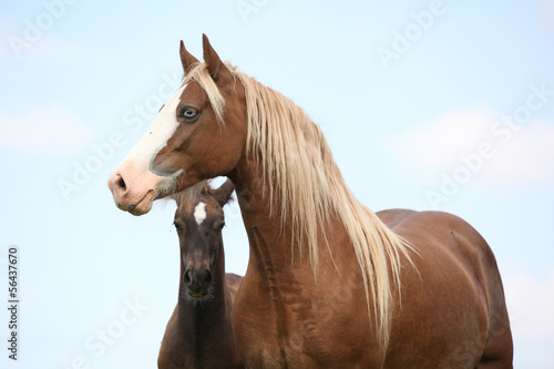 Fototapeta Naklejka Na Ścianę i Meble -  Brown mare with long mane standing next to the foal